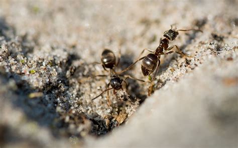 何宅五 家中 突然出現很多 小螞蟻